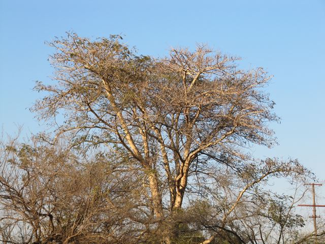 Acacia polyacantha (1)